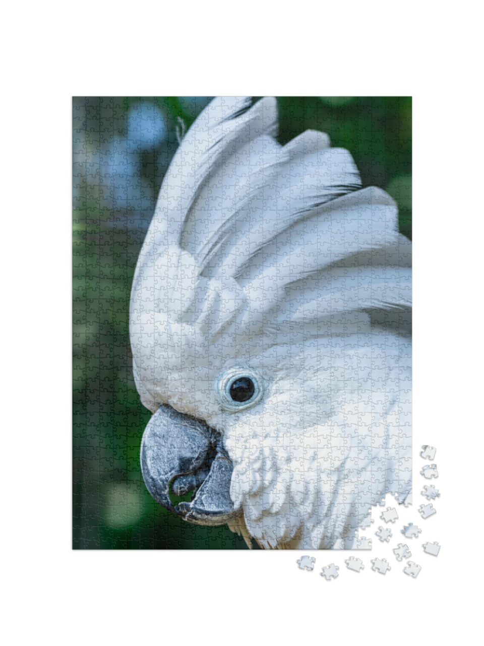 Puzzle de 1000 pièces « Le cacatoès blanc, Cacatua alba »