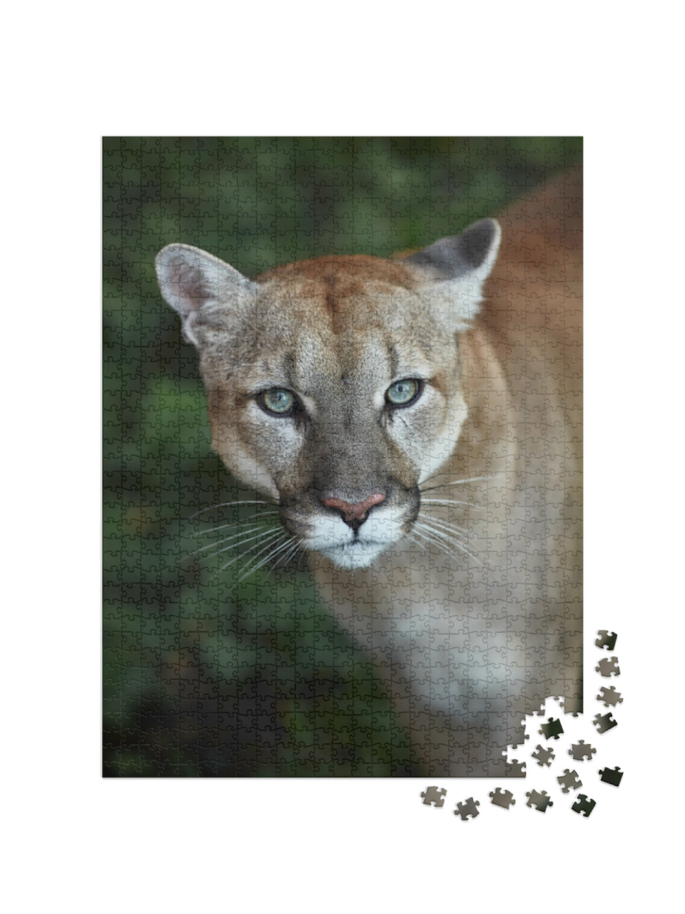 Puzzle de 1000 pièces « Les yeux dans les yeux avec un puma »