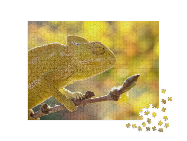 Puzzle de 1000 pièces « Caméléon commun, Chamaeleo chamaeleon, Turquie »