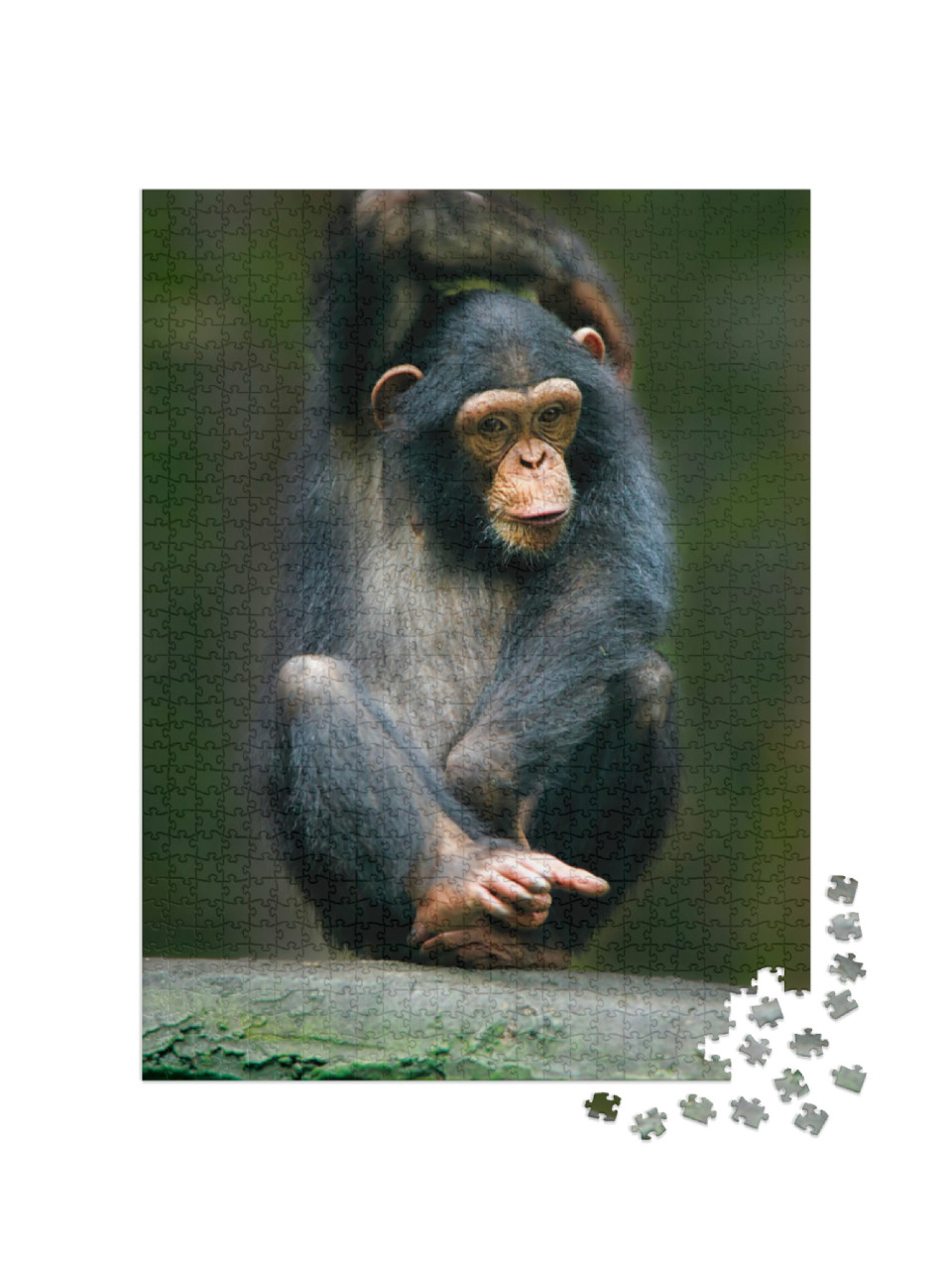 Puzzle de 1000 pièces « Chimpanzé comme singe humain d'Afrique »