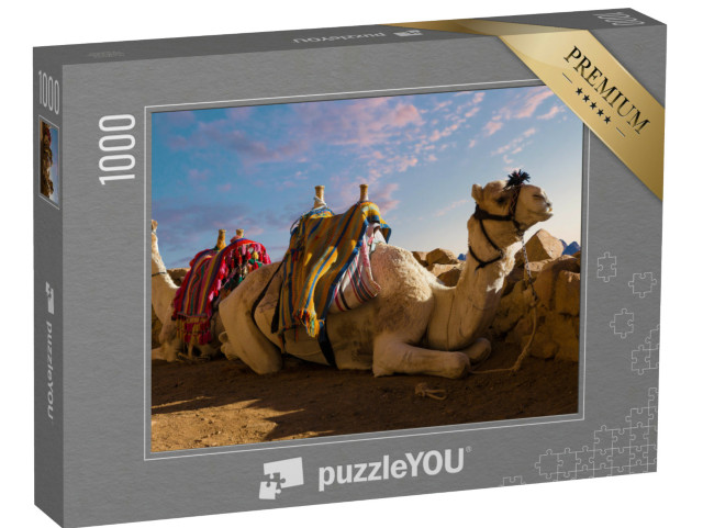 Puzzle de 1000 pièces « Chameau dromadaire devant le mont Sinaï, Égypte »