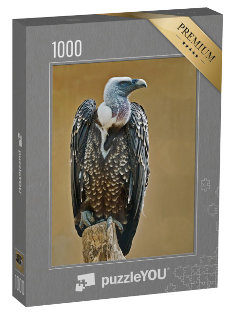 Puzzle de 1000 pièces « Exemplaire de vautour fauve de Rüppell »