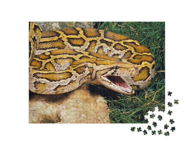 Puzzle de 1000 pièces « Python indien »