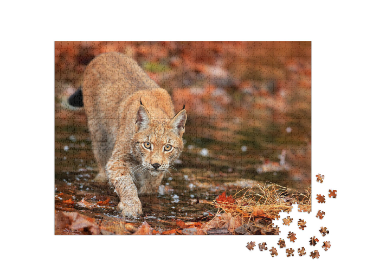 Puzzle de 1000 pièces « Lynx en chasse dans la forêt d'automne »