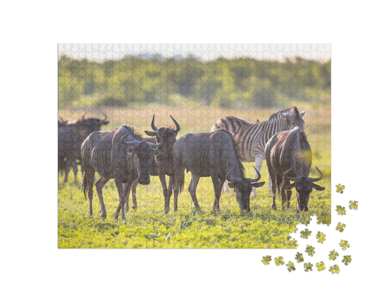 Puzzle de 1000 pièces « Gnous broutant dans le lit de la rivière Mooiplaas »