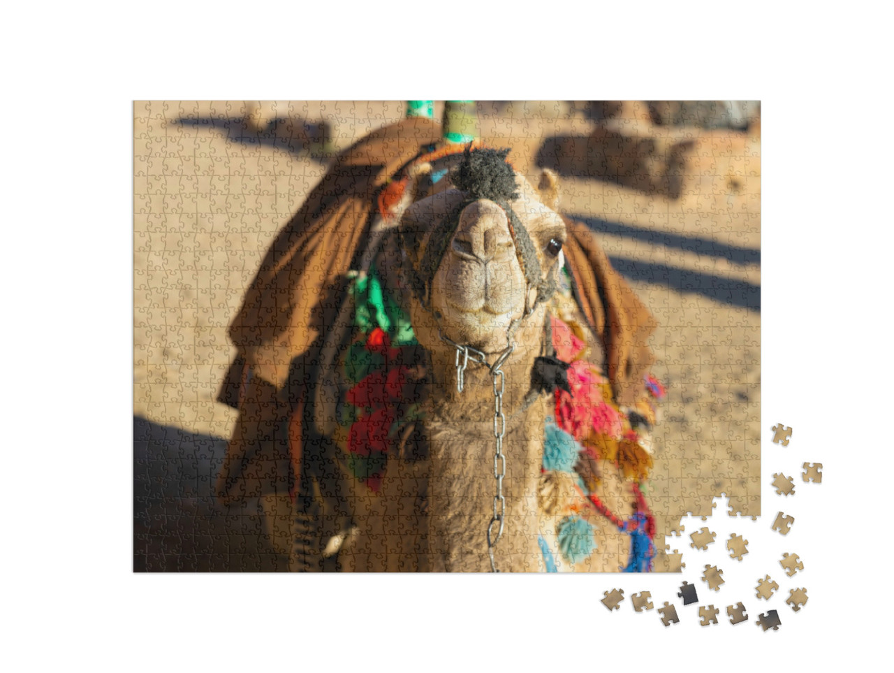 Puzzle de 1000 pièces « Chameau dromadaire devant le sable du désert chaud, Égypte, Sinaï »