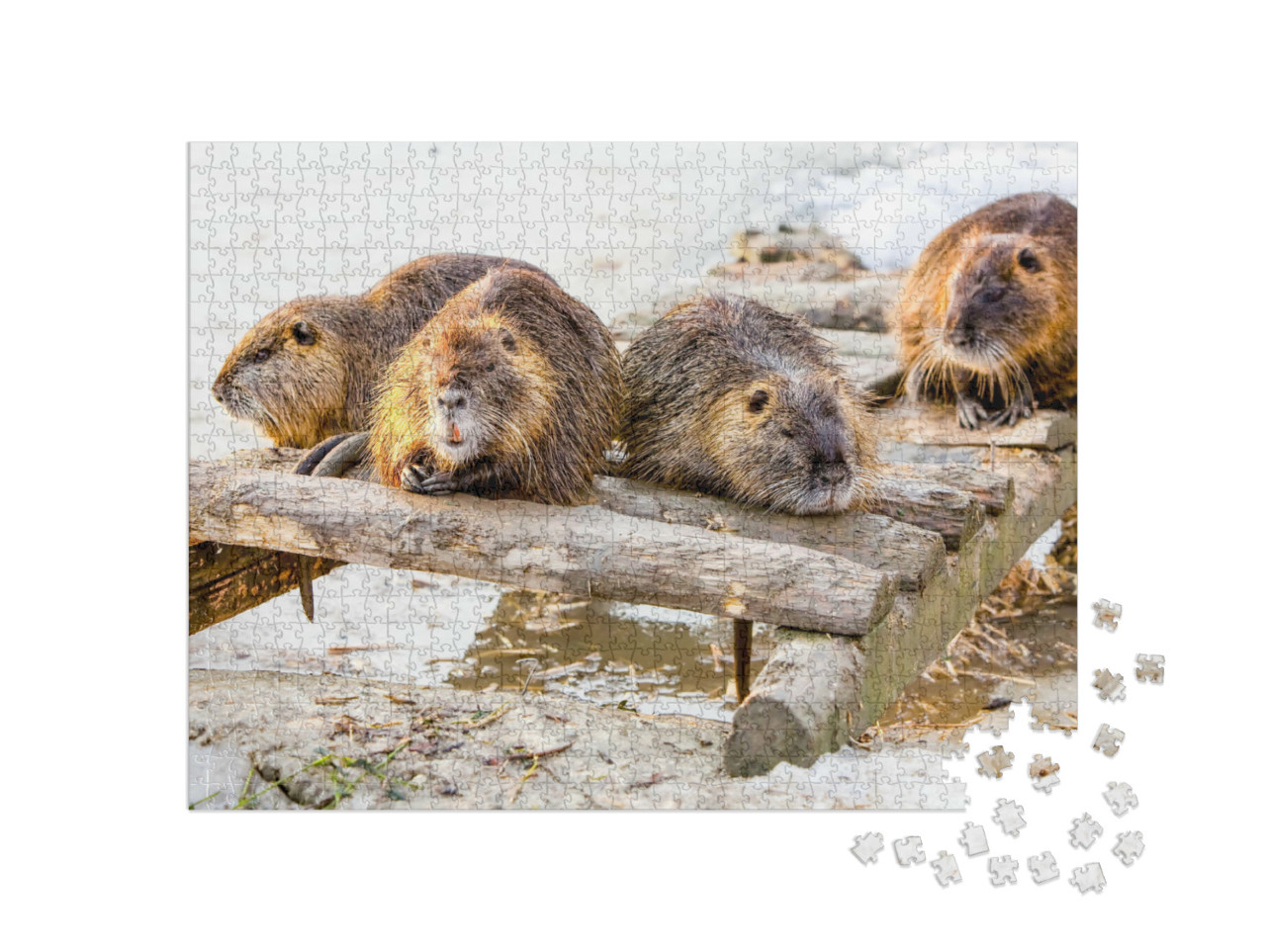 Puzzle de 1000 pièces « Une famille de castors fait une pause »