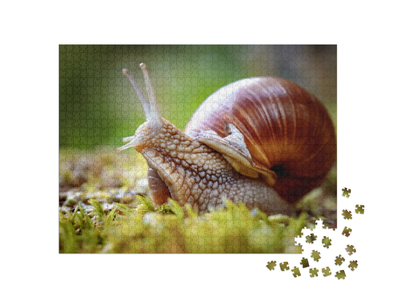 Puzzle de 1000 pièces « Helix pomatia, également connu sous le nom d'escargot de vignoble »