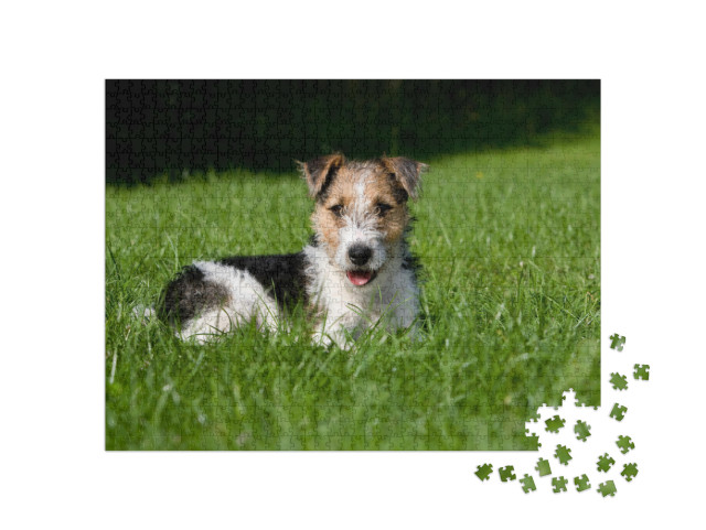 Puzzle de 1000 pièces « Chiot fox-terrier à poil dur dans l'herbe »