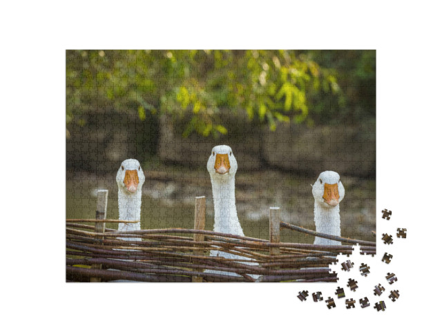 Puzzle de 1000 pièces « Trois oies curieuses »