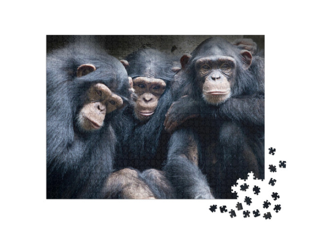Puzzle de 1000 pièces « Les bonobos et les chimpanzés en Afrique »