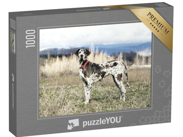 Puzzle de 1000 pièces « Femelle dogue arlequin, également appelé dogue allemand »
