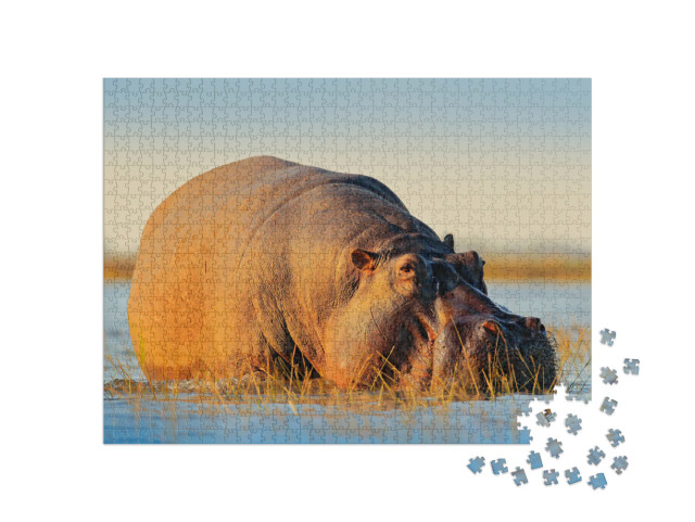 Puzzle de 1000 pièces « Hippopotame africain, hippopotame amphibie Capensis, avec soleil couchant, rivière Chobe, Botswana »