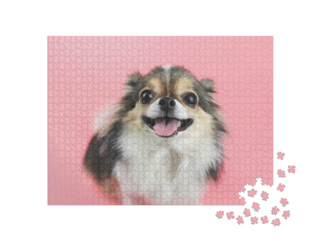 Puzzle de 1000 pièces « Chihuahua aux longs poils et à la langue rose »