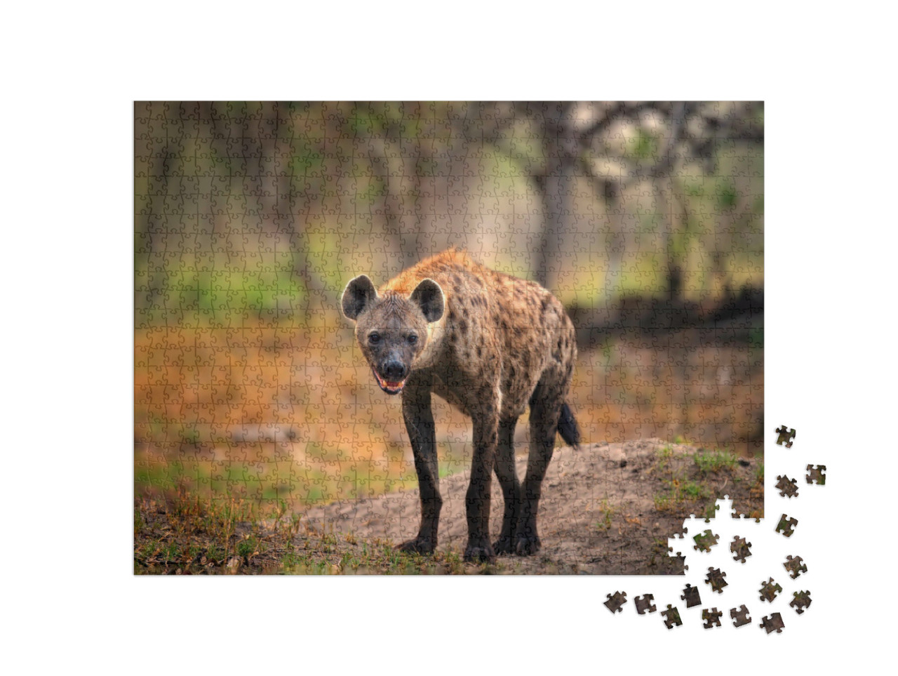 Puzzle de 1000 pièces « Hyène tachetée à la recherche d'une proie, Okavango, Botswana »