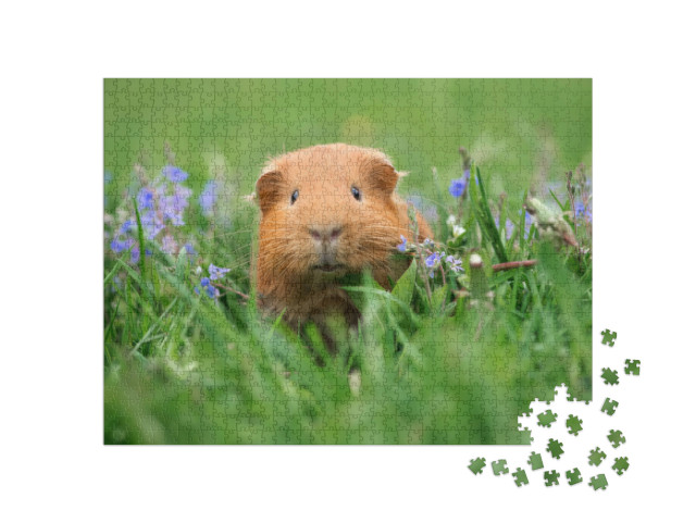 Puzzle de 1000 pièces « Mignon cochon d'Inde dans l'herbe »