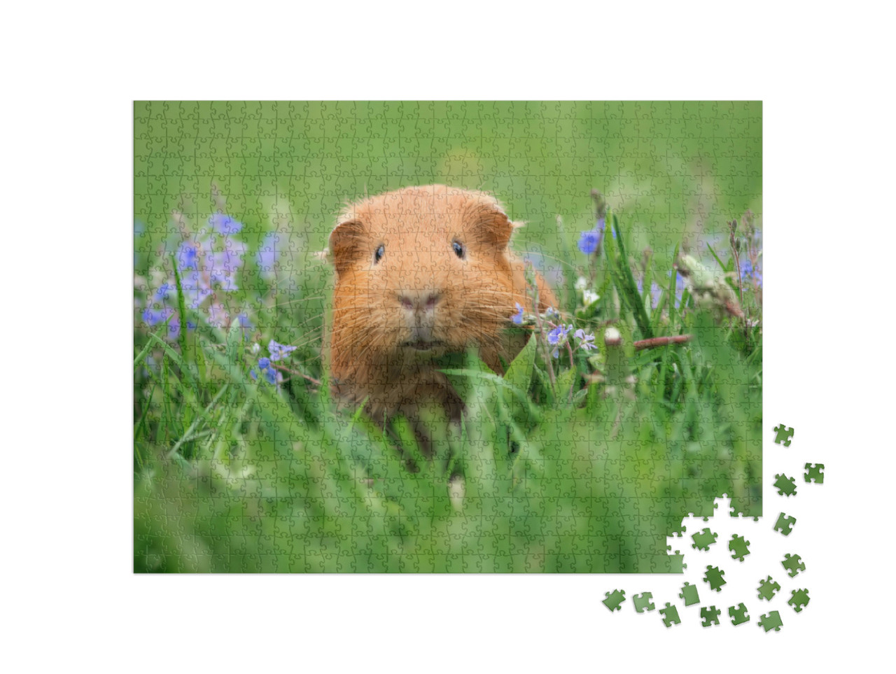 Puzzle de 1000 pièces « Mignon cochon d'Inde dans l'herbe »