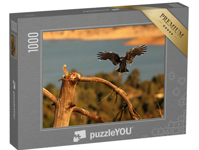 Puzzle de 1000 pièces « Un grand corbeau volant la proie d'un vautour fauve »