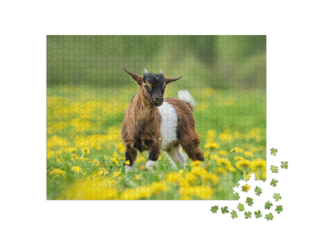 Puzzle de 1000 pièces « Petite chèvre nigériane dans un champ de fleurs »