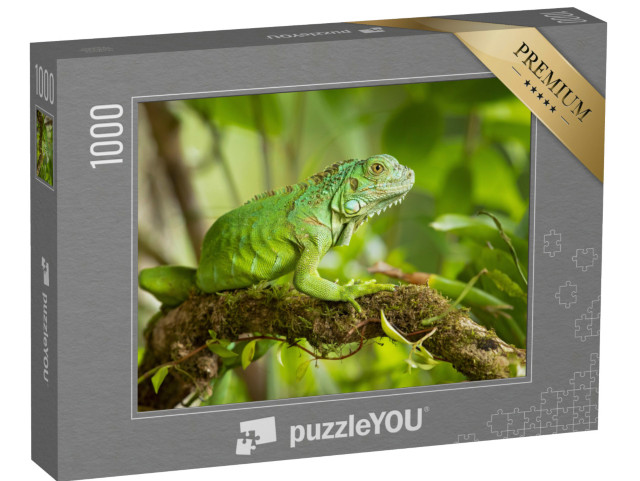 Puzzle de 1000 pièces « L'iguane vert, également appelé iguane américain »