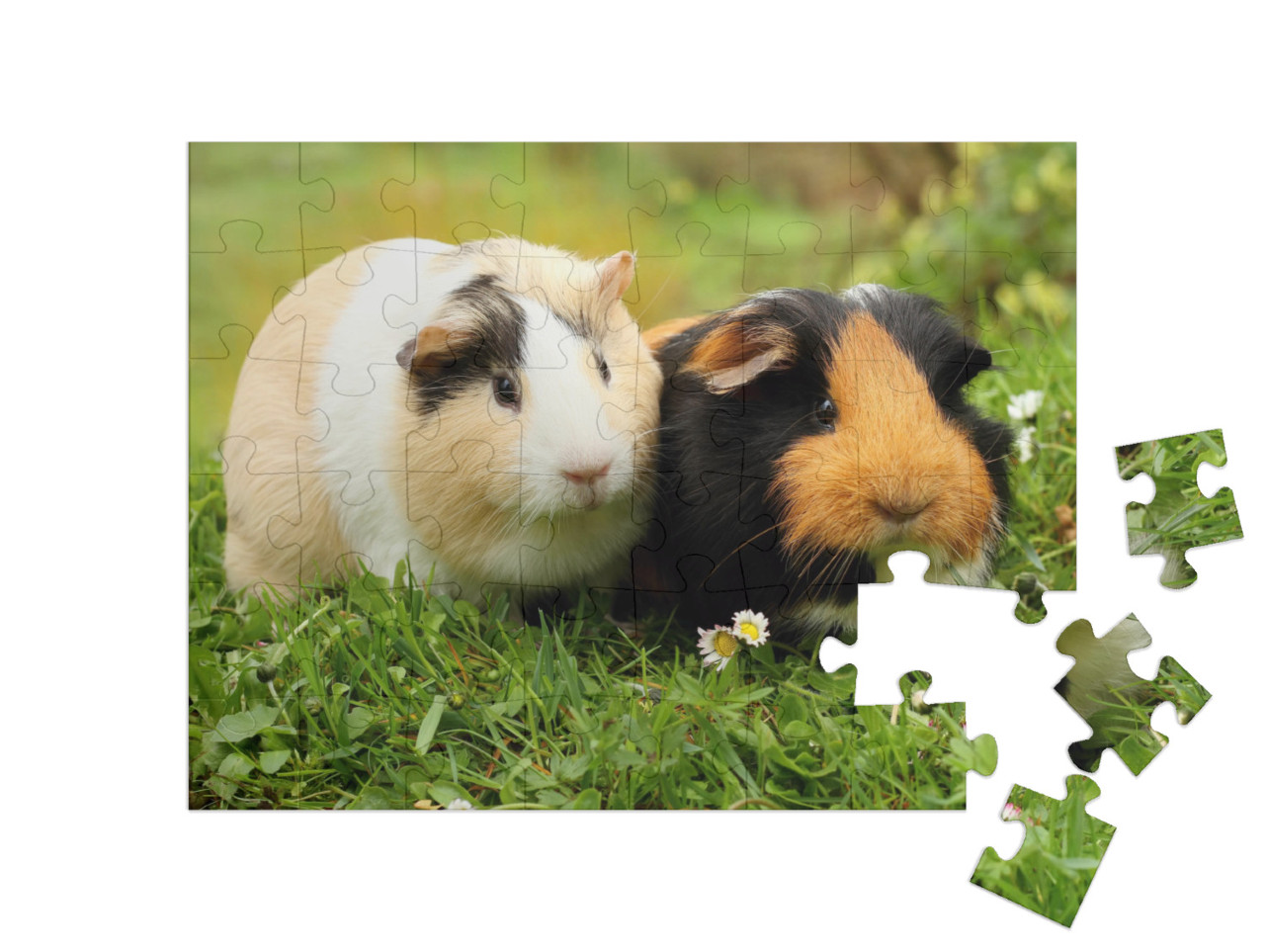 Puzzle de 48 pièces « Deux adorables cochons d'Inde »