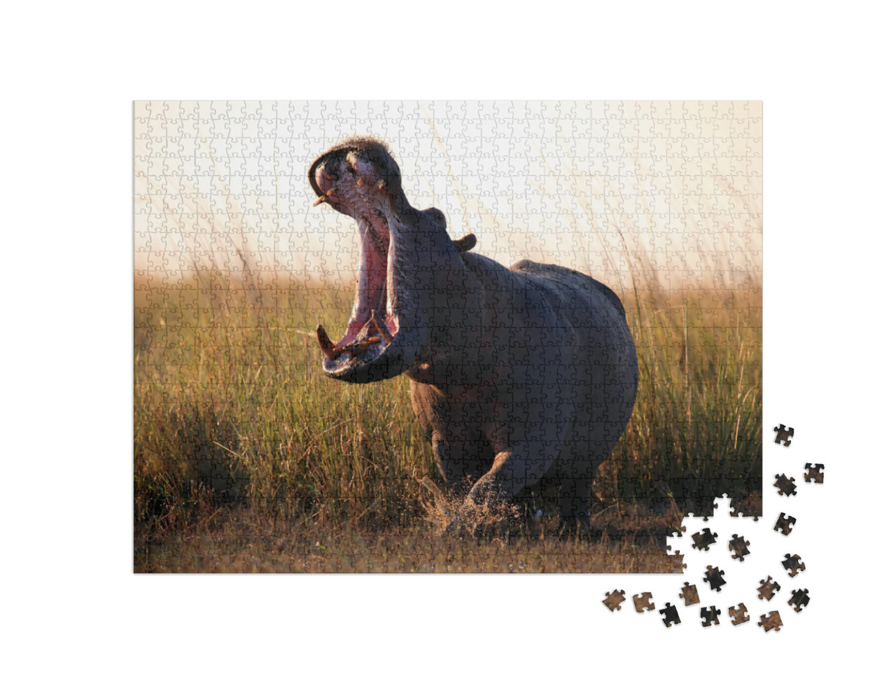 Puzzle de 1000 pièces « L'hippopotame, Hippopotamus amphibius »