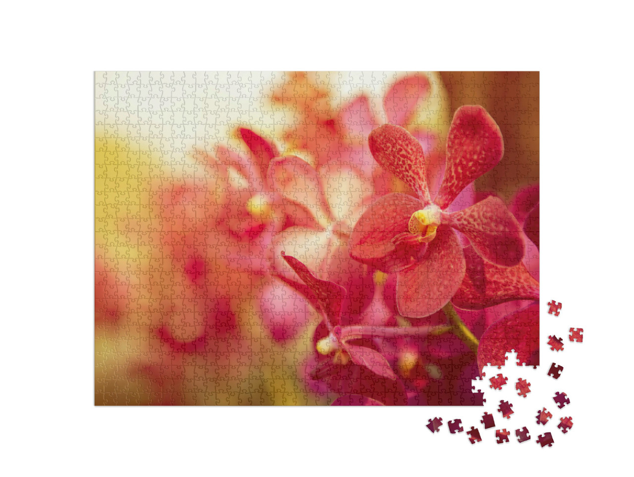 Puzzle de 1000 pièces « Magnifique orchidée dans la lumière du soir »