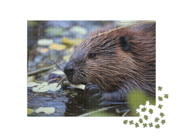 Puzzle de 1000 pièces « Castor d'Amérique du Nord en train de se nourrir, Castor canadensis, Alaska »