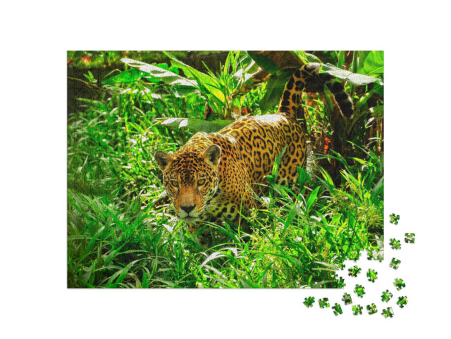 Puzzle de 1000 pièces « Un jaguar adulte à l'affût dans l'herbe »