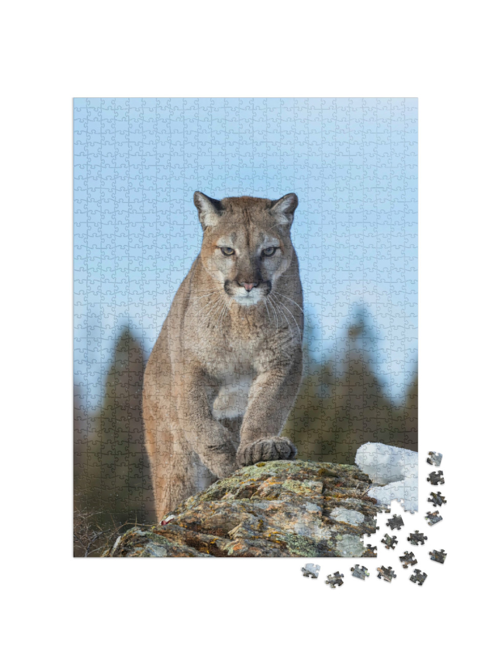 Puzzle de 1000 pièces « Puma ou lion de montagne en hiver du Montana, USA »