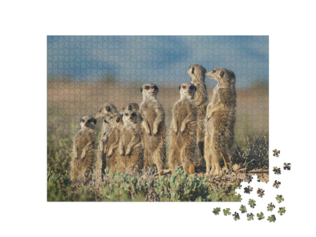 Puzzle de 1000 pièces « Famille de suricates en Afrique du Sud »