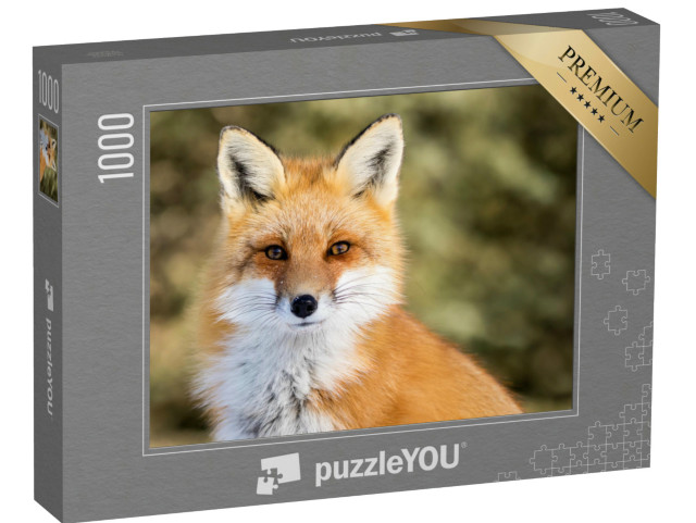 Puzzle de 1000 pièces « Vulpes vulpes : Renard roux dans la neige, bokeh »