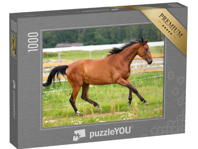 Puzzle de 1000 pièces « Cheval au petit galop dans une prairie »