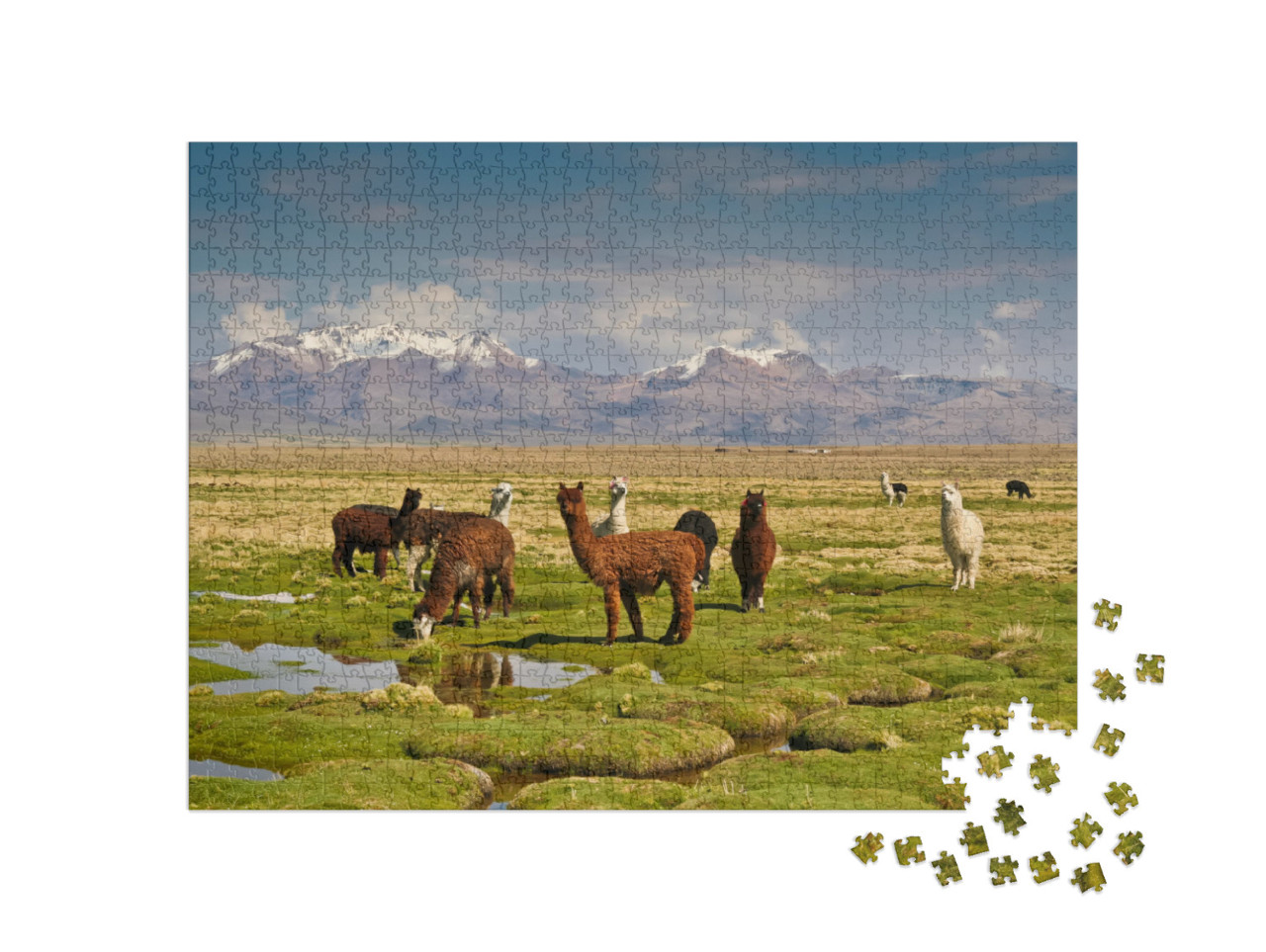 Puzzle de 1000 pièces « Les lamas dans les Andes »