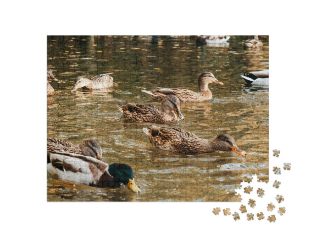 Puzzle de 1000 pièces « Une grande volée de canards mange du pain sur le lac »