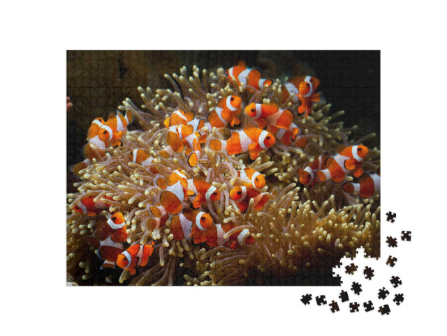 Puzzle de 1000 pièces « De jolis poissons-anémones jouent sur le récif corallien »