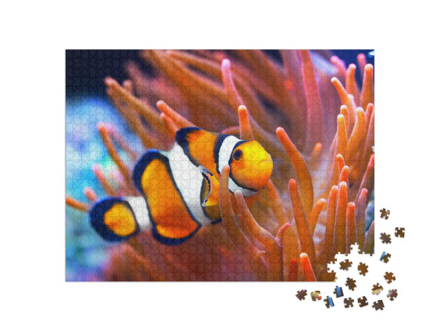 Puzzle de 1000 pièces « Amphiprion ocellaris, poisson-clown, mer »