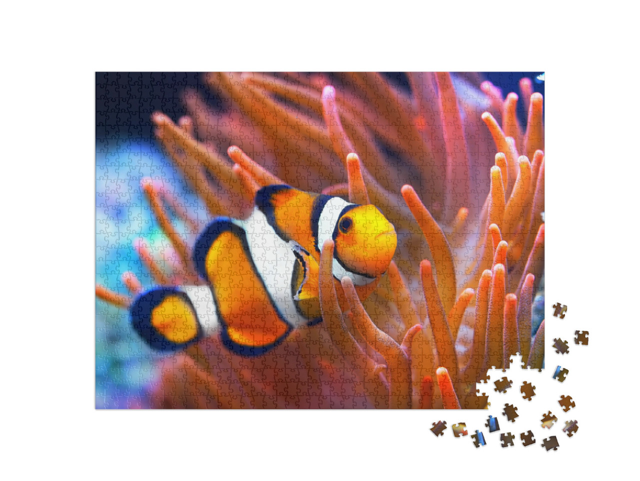 Puzzle de 1000 pièces « Amphiprion ocellaris, poisson-clown, mer »