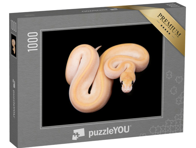 Puzzle de 1000 pièces « Python boule ou python royal à la peau claire »