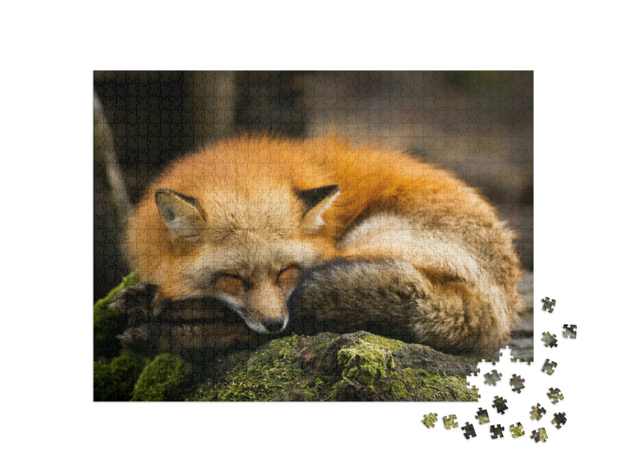 Puzzle de 1000 pièces « Renard roux endormi »