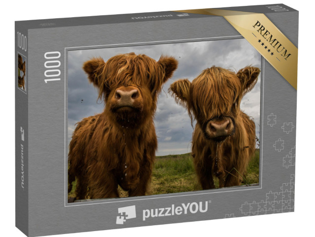 Puzzle de 1000 pièces « Deux bovins Highland »