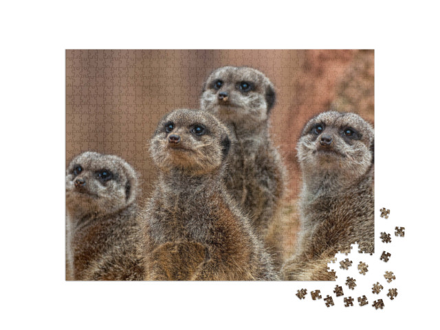 Puzzle de 1000 pièces « Un groupe d'adorables suricates »
