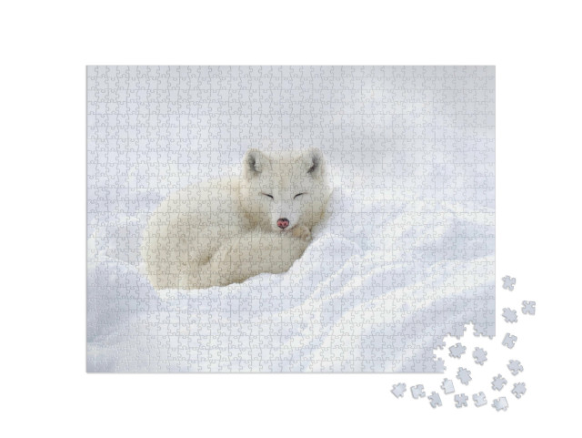 Puzzle de 1000 pièces « Renard polaire blotti dans la neige »
