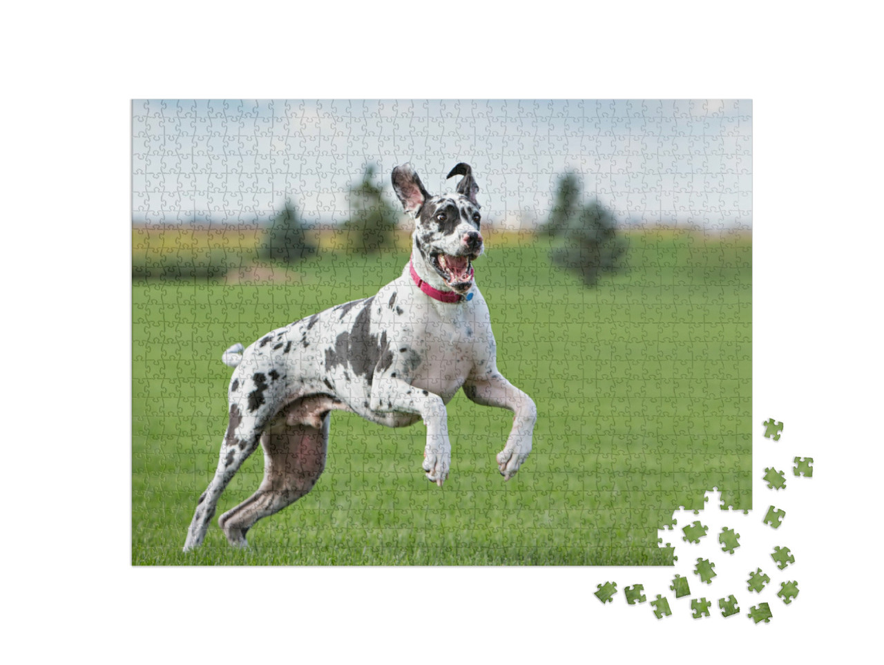 Puzzle de 1000 pièces « Dogue allemand s'amusant dans la prairie »