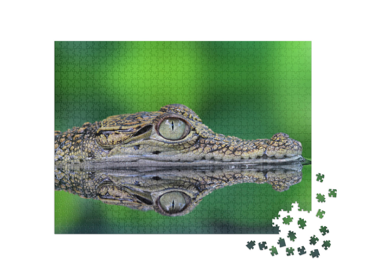 Puzzle de 1000 pièces « Crocodile avec reflet »