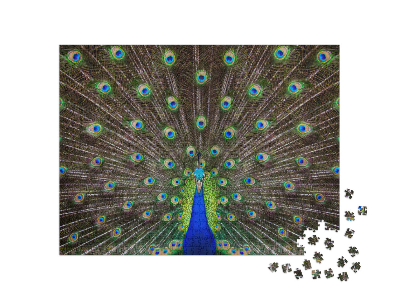 Puzzle de 1000 pièces « Portrait d'un paon aux plumes déployées »