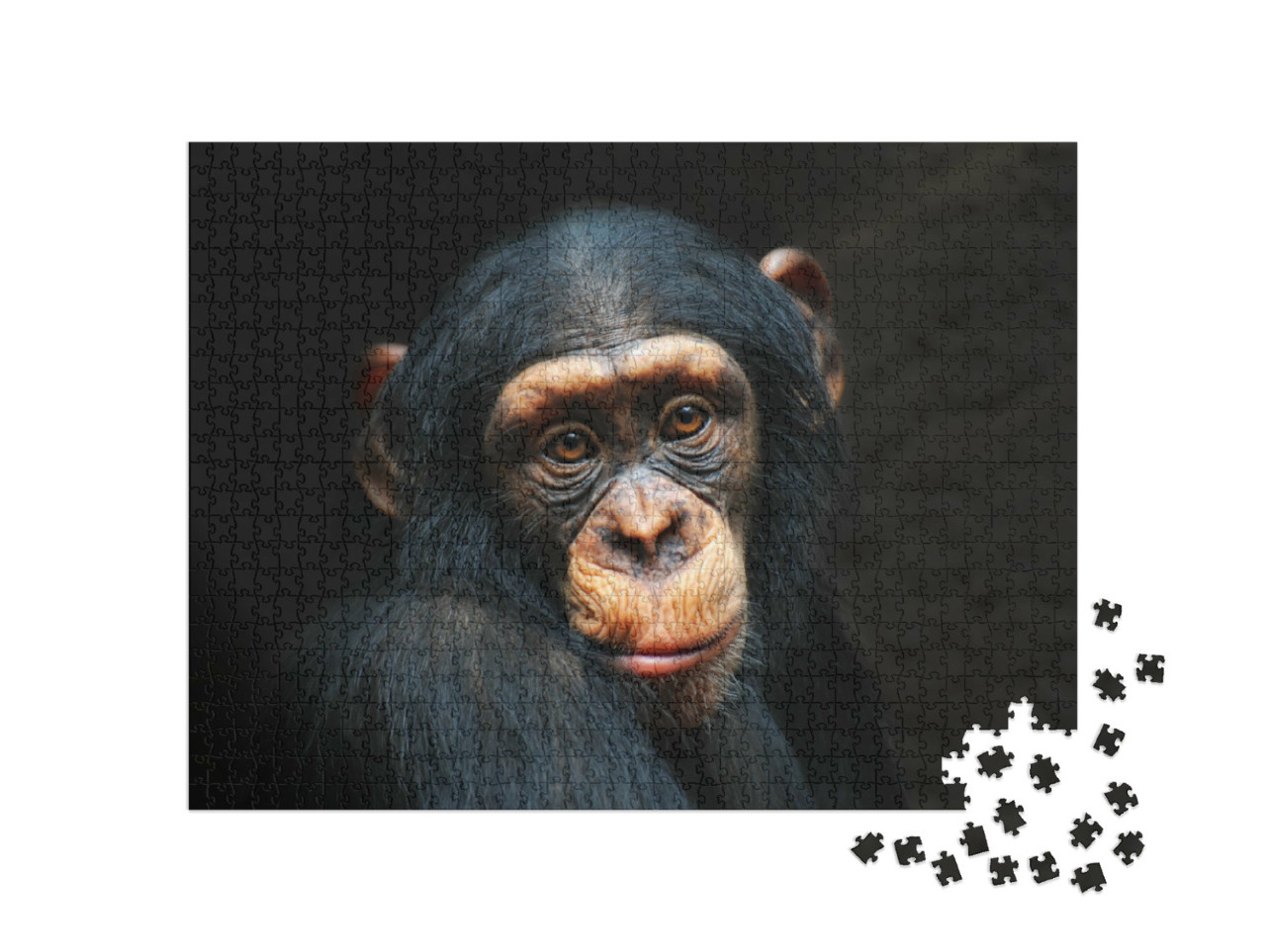 Puzzle de 1000 pièces « Portrait d'un chimpanzé »