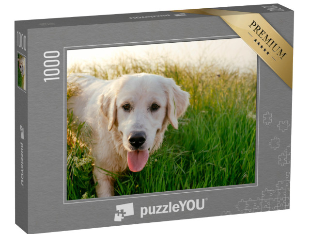 Puzzle de 1000 pièces « Labrador Retriever se promenant dans une prairie »