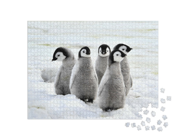 Puzzle de 1000 pièces « Poussin de manchot empereur sur la neige, Antarctique »