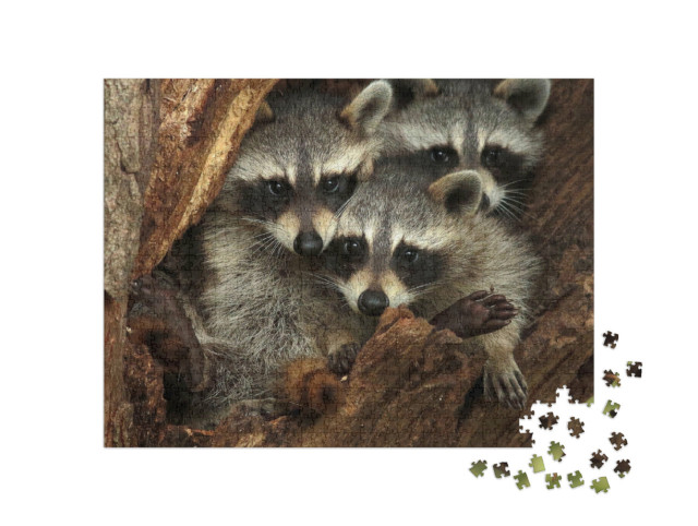 Puzzle de 1000 pièces « Trois ratons laveurs tout doux dans une cavité d'arbre »
